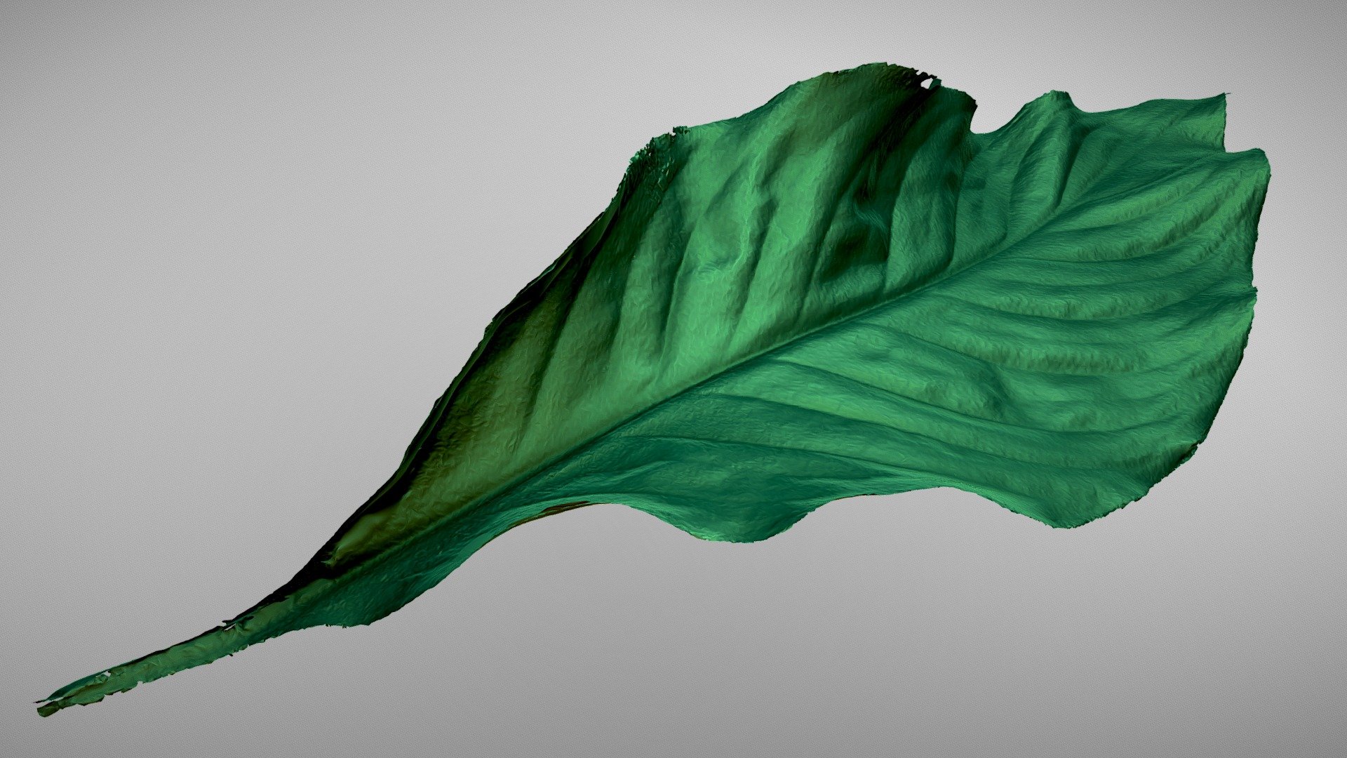 Leaf - 3D model by Tchalabi_Eng GmbH (@Tchalabi_Eng._GmbH) [779c34c ...