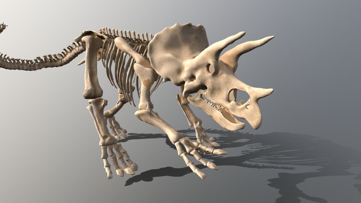 Triceratops Skeleton 3D Model