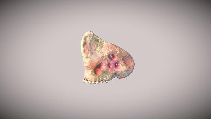 Dino Skull Texturing HEAJ 3D Model