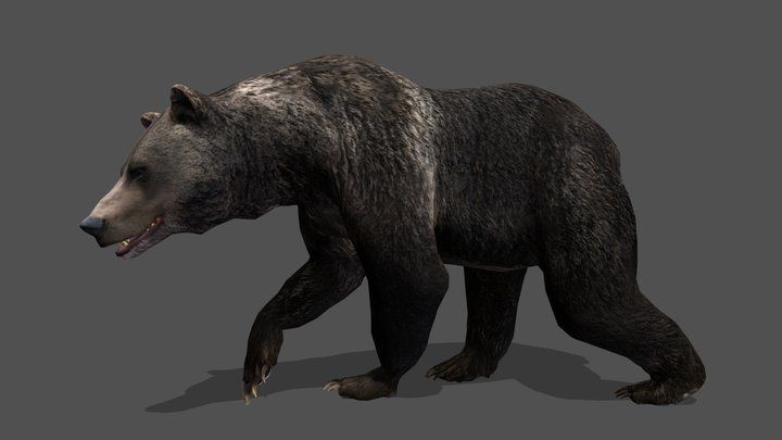 Animated Realistic Bear – 3D Animal Model 3D Model
