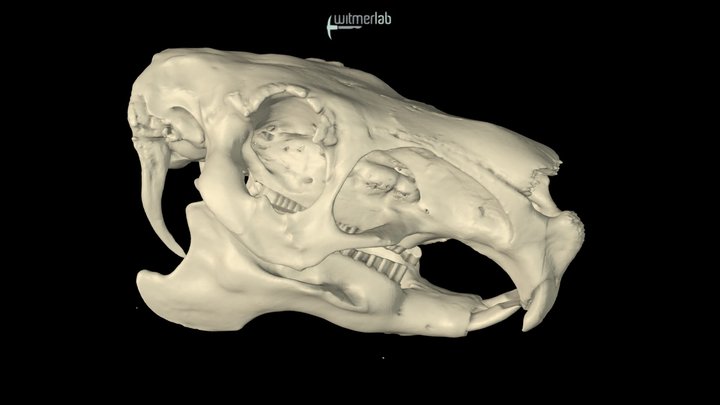 Capybara - skull of the largest living rodent