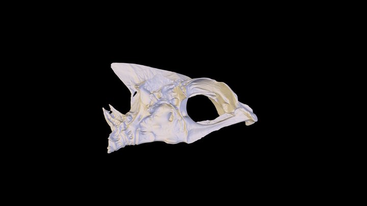 JMBCompleteSkullScan_50 3D Model