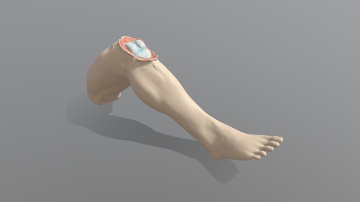 Bein mit Knie Gelenk 3D Modell 3D Model