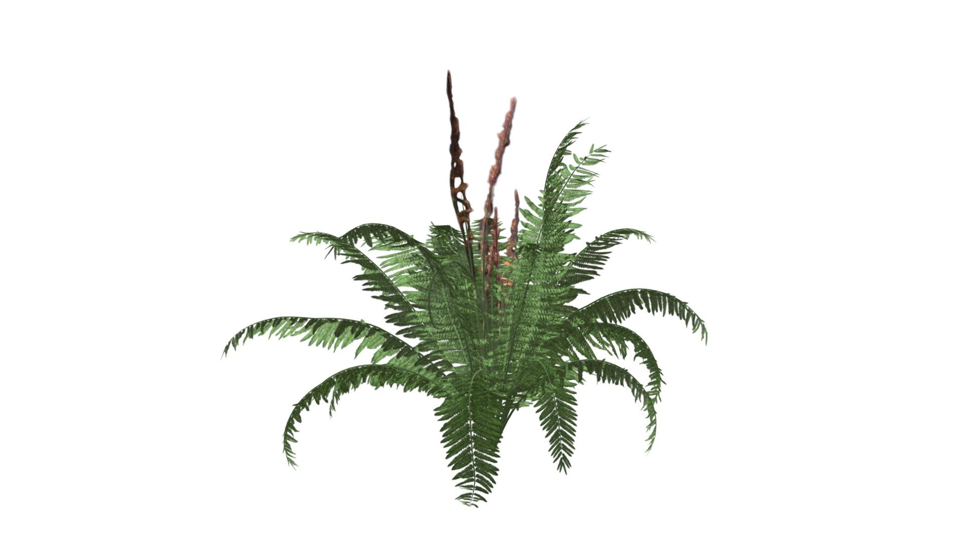 Cinnamon Fern Plant #08 - Buy Royalty Free 3D model by meshshape ...