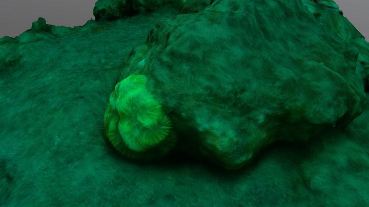 Tiny Maze Coral Attached to Volcanic Rock 3D Model