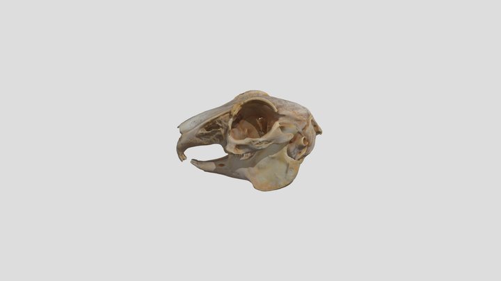 European Hare Skull 3D Model