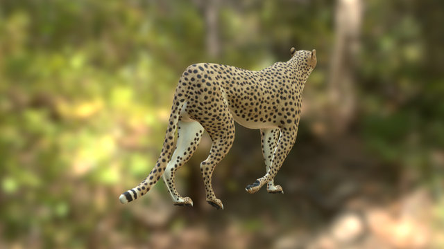 Cheeta Model 3D Model