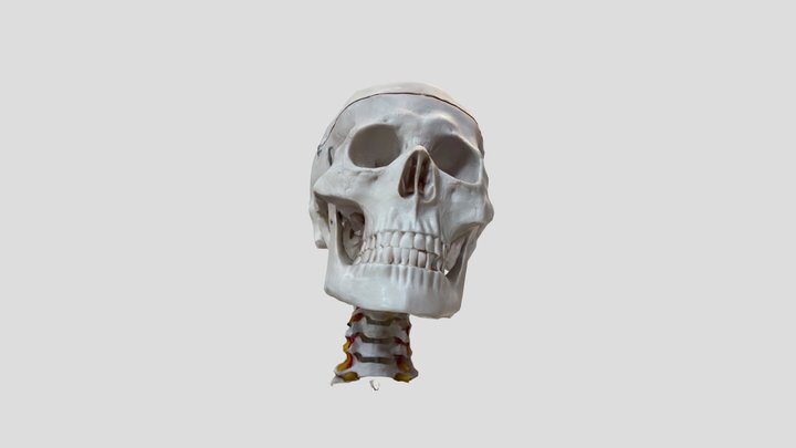 My heads spinnin’ 3D Model
