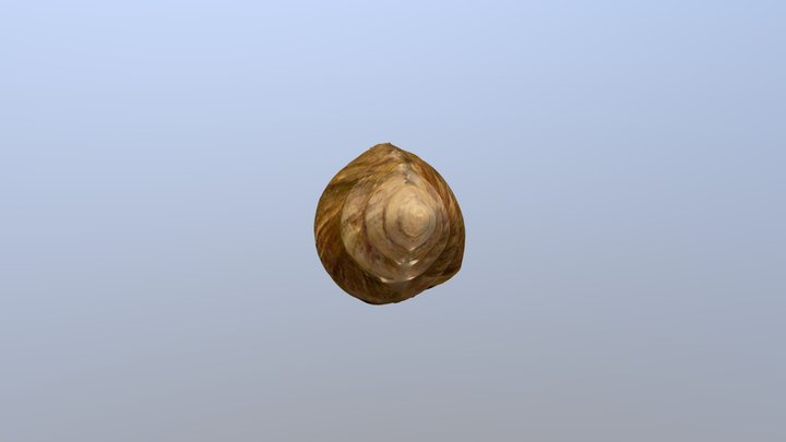 Snail shell 3D Model