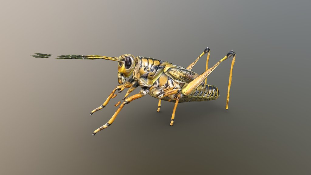 Grasshopper