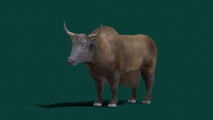 Hairycattle 3d Models Sketchfab