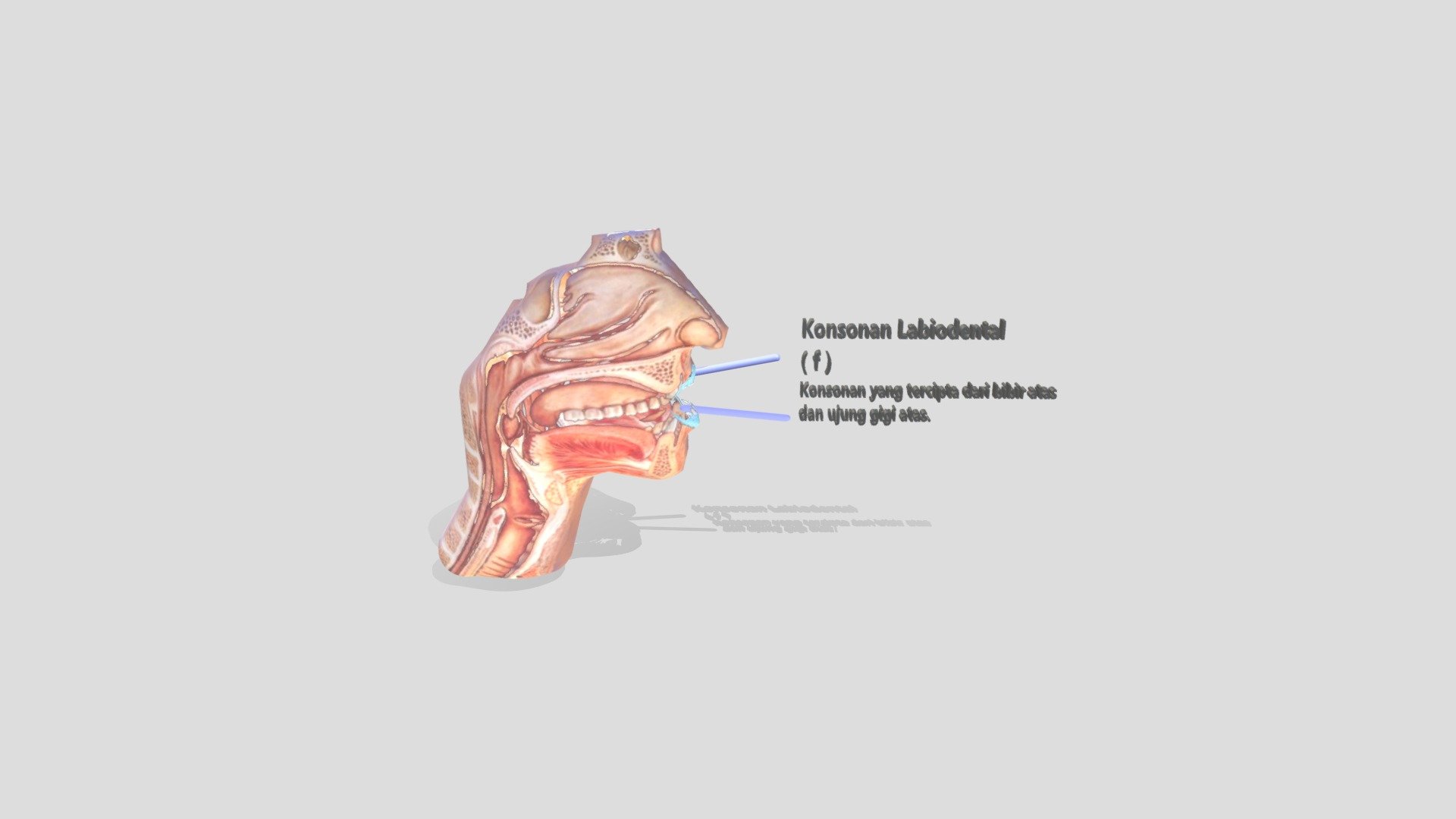 Labio Dental Fix