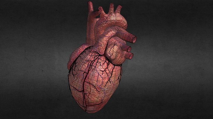 human Heart 3D Model