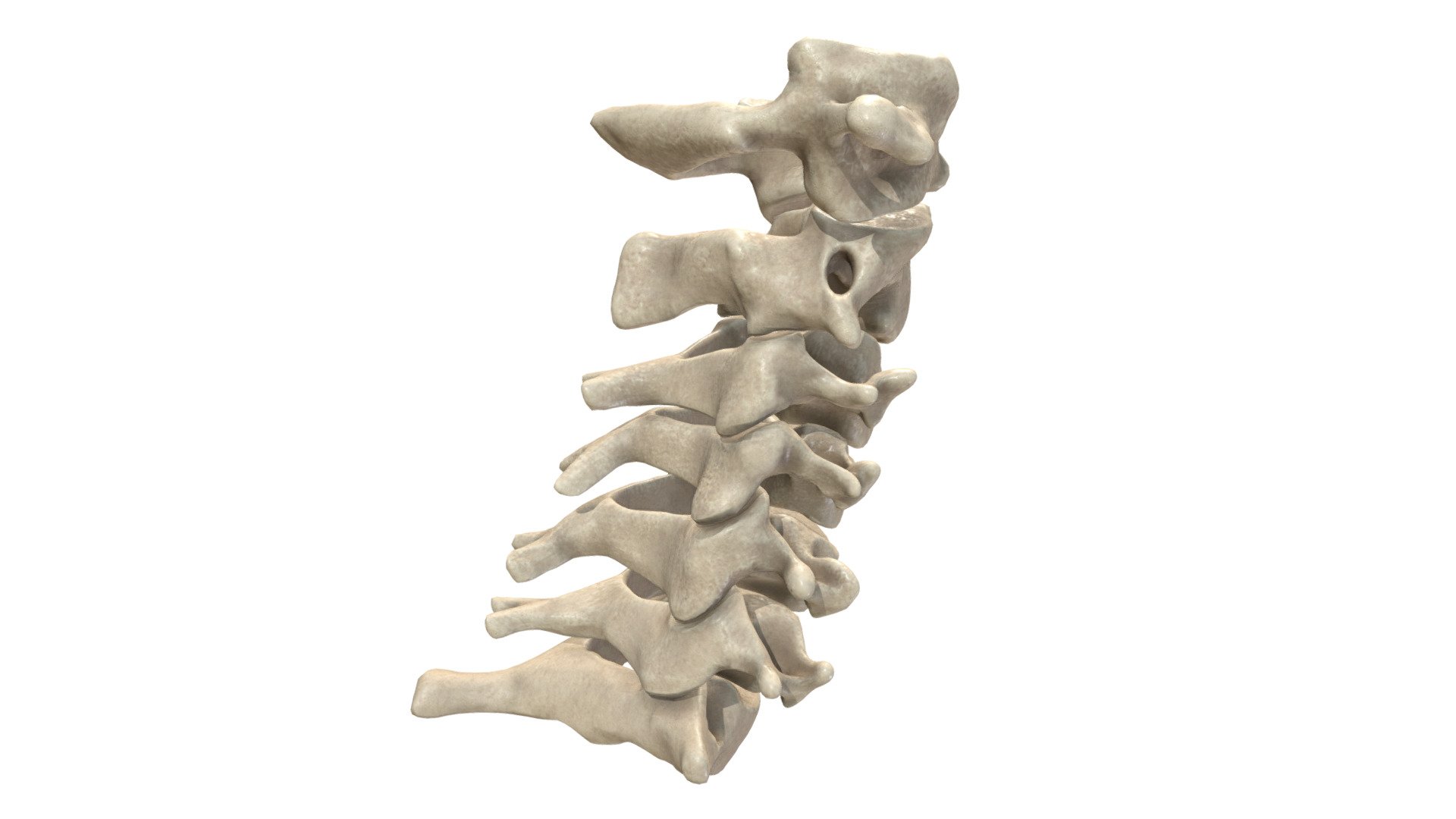 Cervical Vertebrae - All Quads - 3D model by Anatomy by Doctor Jana ...