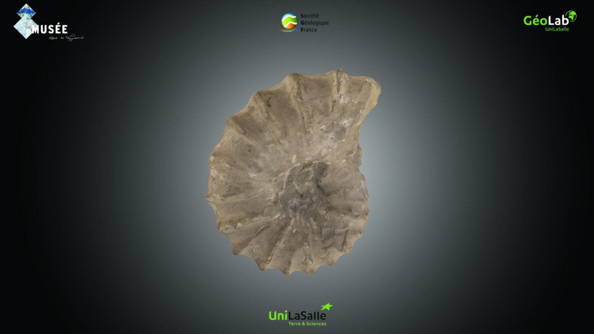 Ammonite - Acanthoceras rhotomagense
