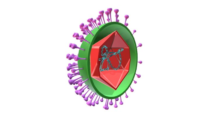 Varicella-zoster virus 3D Model