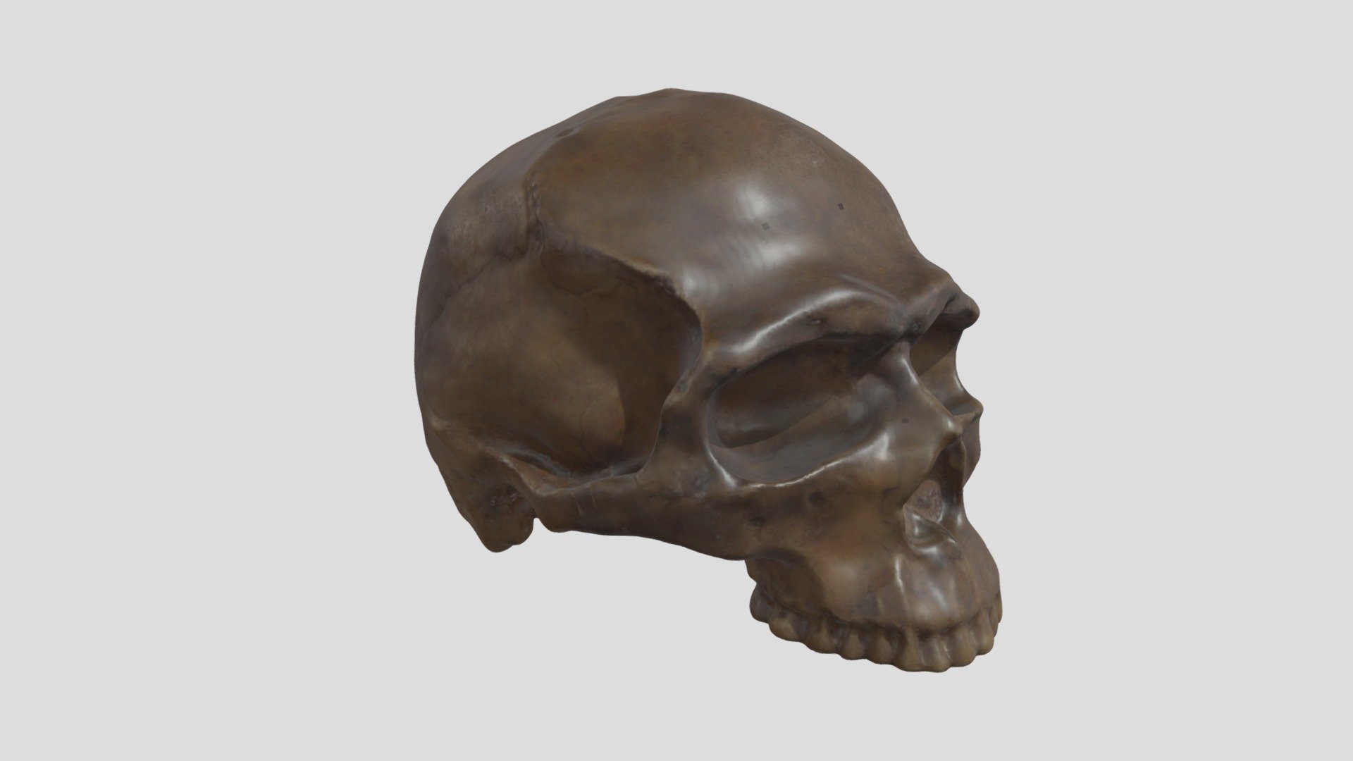 Homo sapiens (Homme de Predmost)