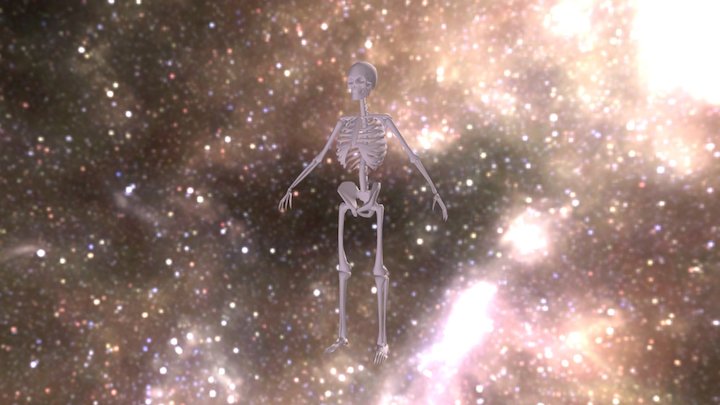 Moran Skeleton 3D Model
