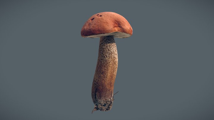 Boletus mushroom 3D Model