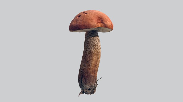 Boletus mushroom 3D Model