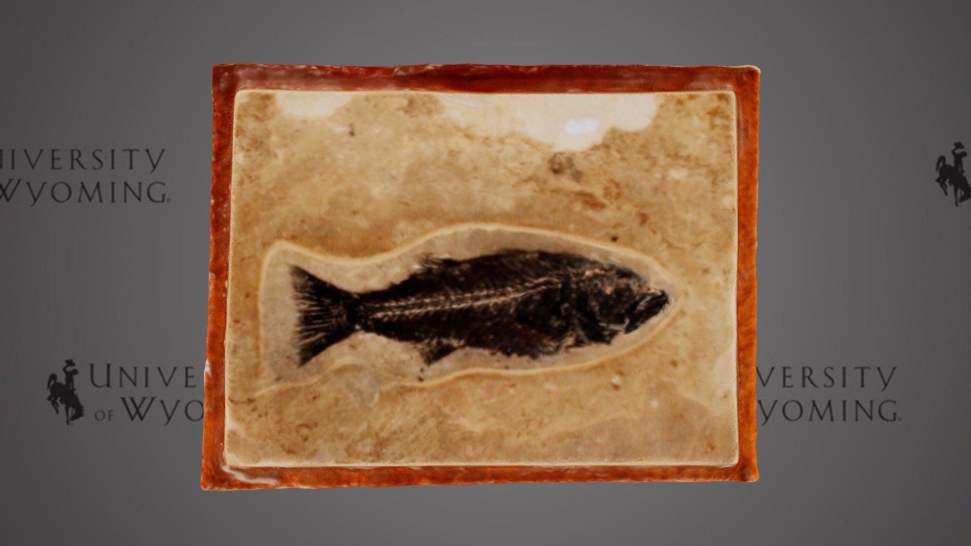 UW6394 - Mioplosus labracoides, skeleton