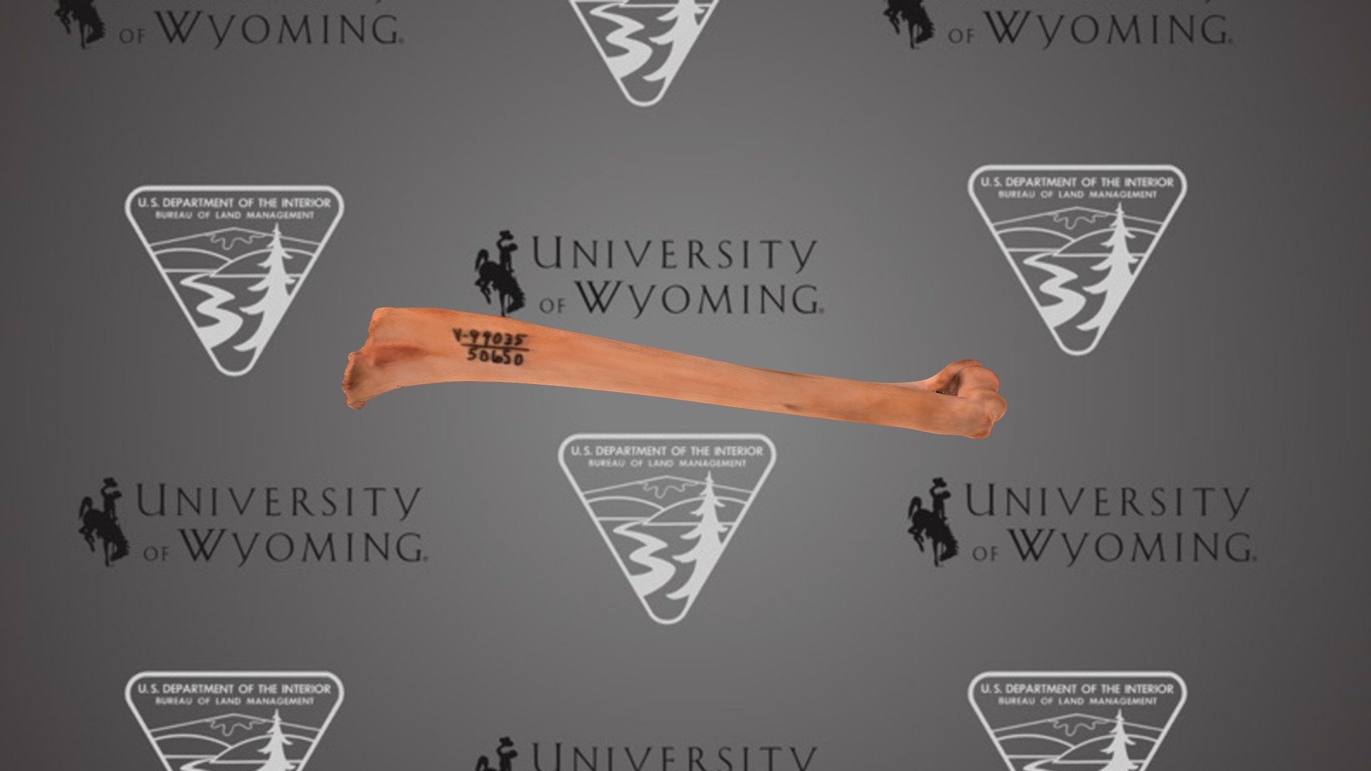 UW50650 - Lepus, humerus