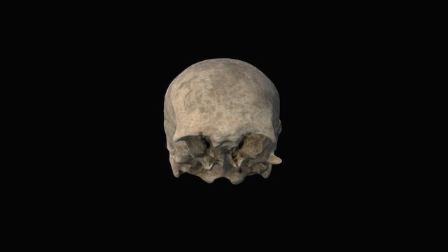 Teschio - Skull 3D Model