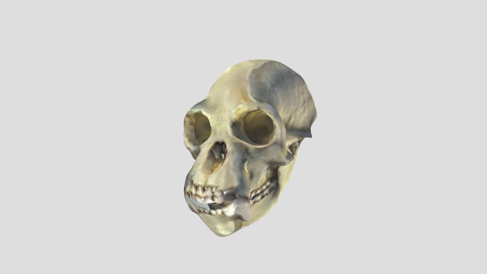 Primate4