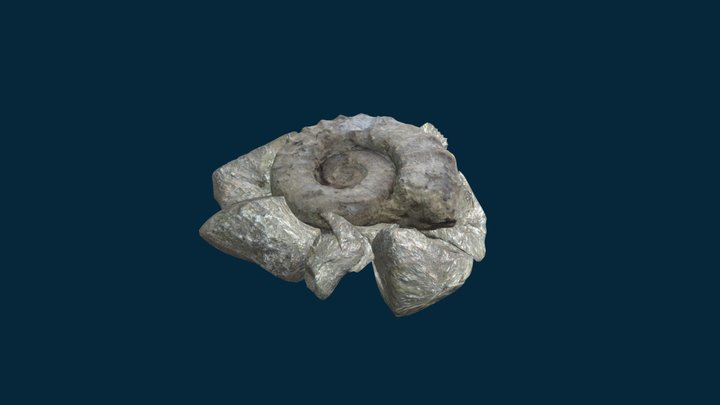 ludwigella convava on rocks 3D Model