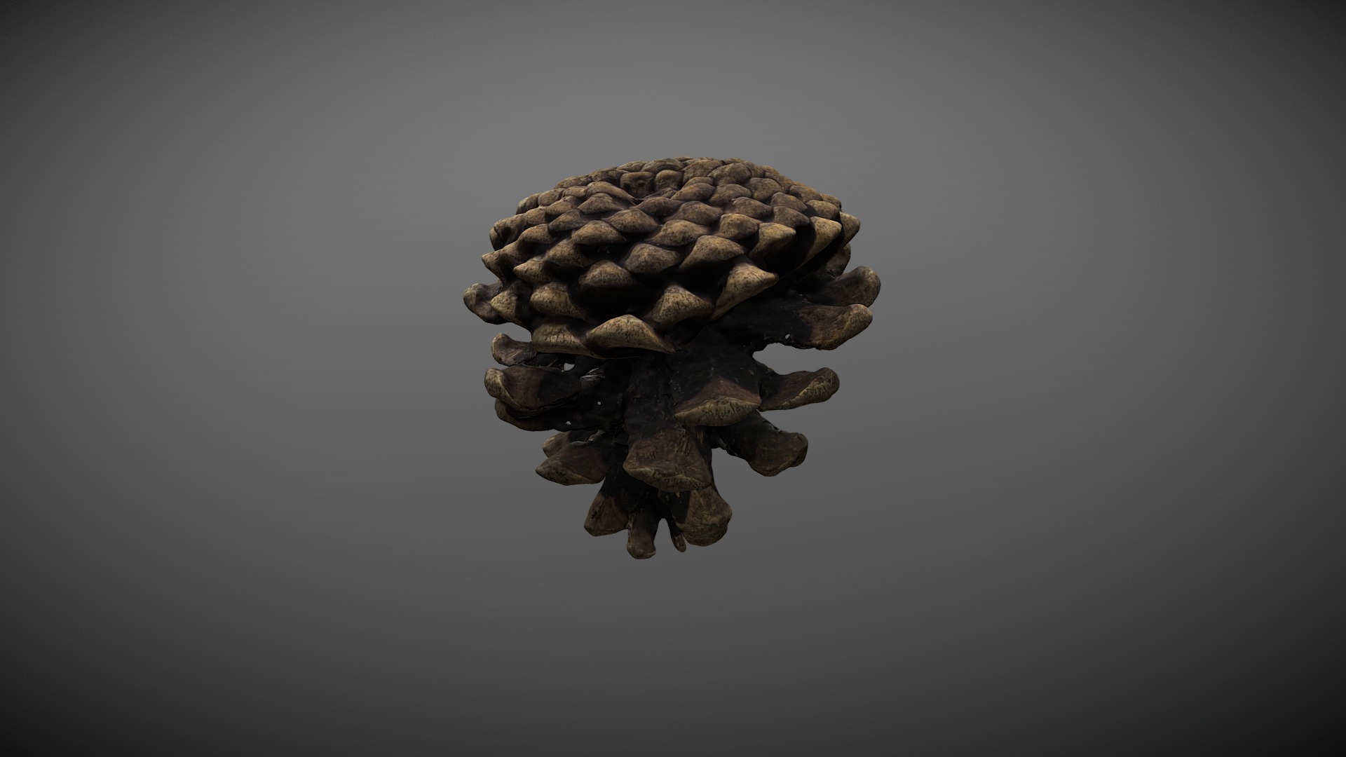 3D model Pine cone - This is a 3D model of the Pine cone. The 3D model is about a small toy turtle.