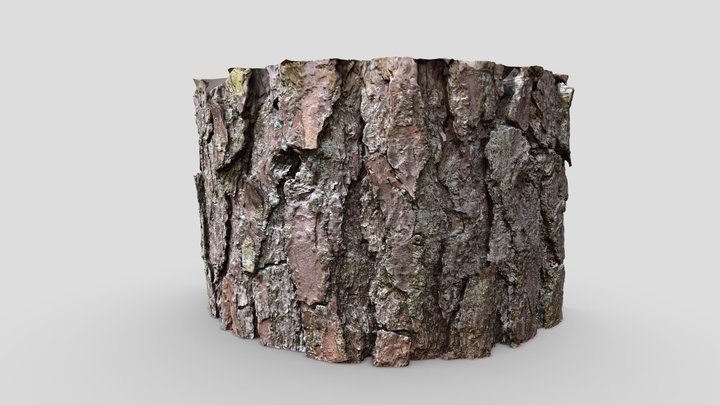 Bark Closeup - RealityScan 3D Model