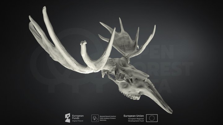 Alces alces (Moose) (Łoś euroazjatycki) 3D Model