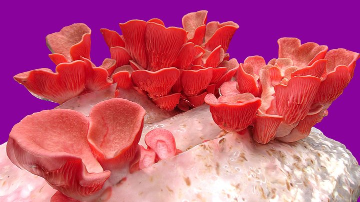 Flamingo Pink Oyster Mushroom Growing Kit 3D Model
