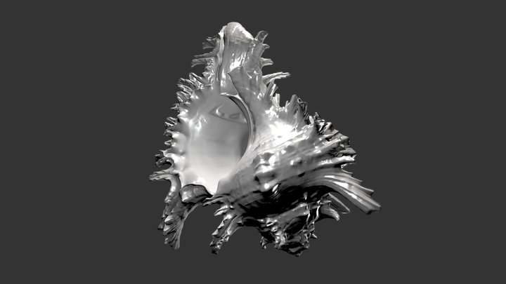 Chicoreus ramosus 3D Model