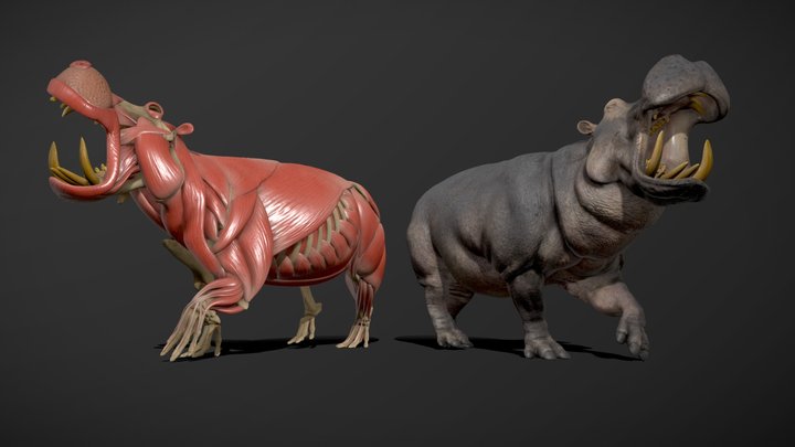 Hippo Anatomy Study - Écorché Walk Animation 3D Model