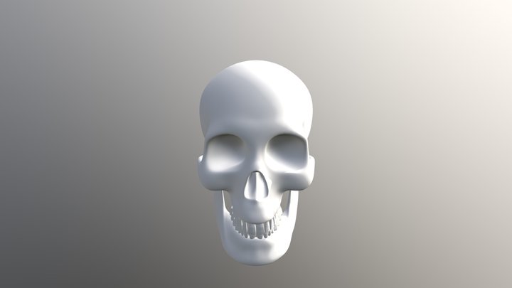 Skull Model 3D Model