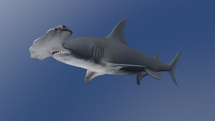 Model 73A - Great Hammerhead Shark 3D Model