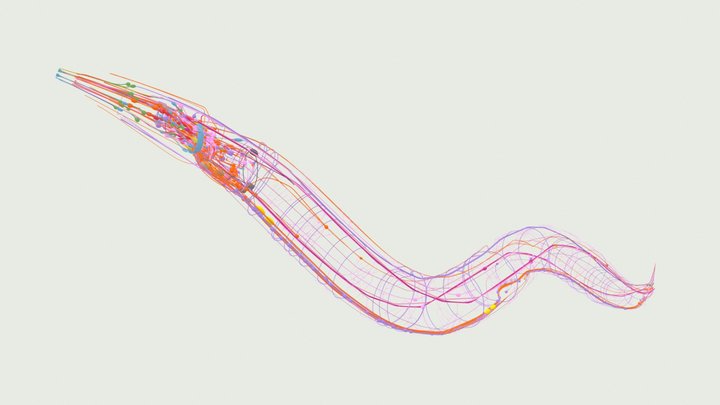 Caenorhabditis elegans nervous system 3D Model