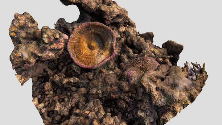 Fungia – Free 3D Model STL