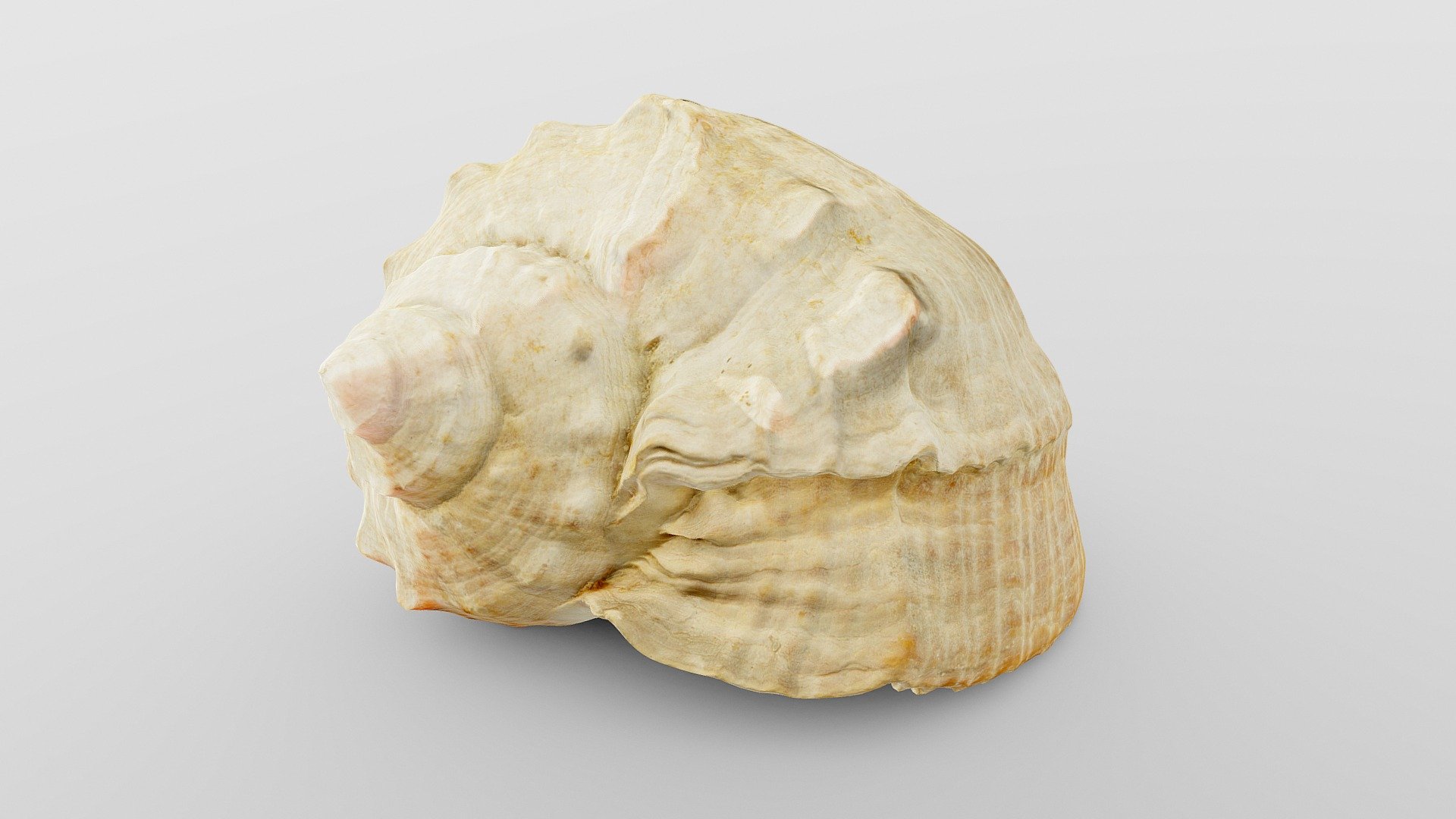 Charonia Tritonis Sea Shell - Buy Royalty Free 3D Model By Drakery ...