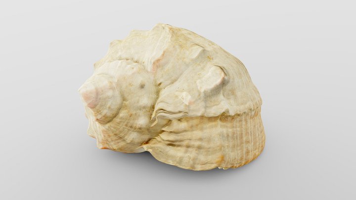 Charonia Tritonis Sea Shell 3D Model