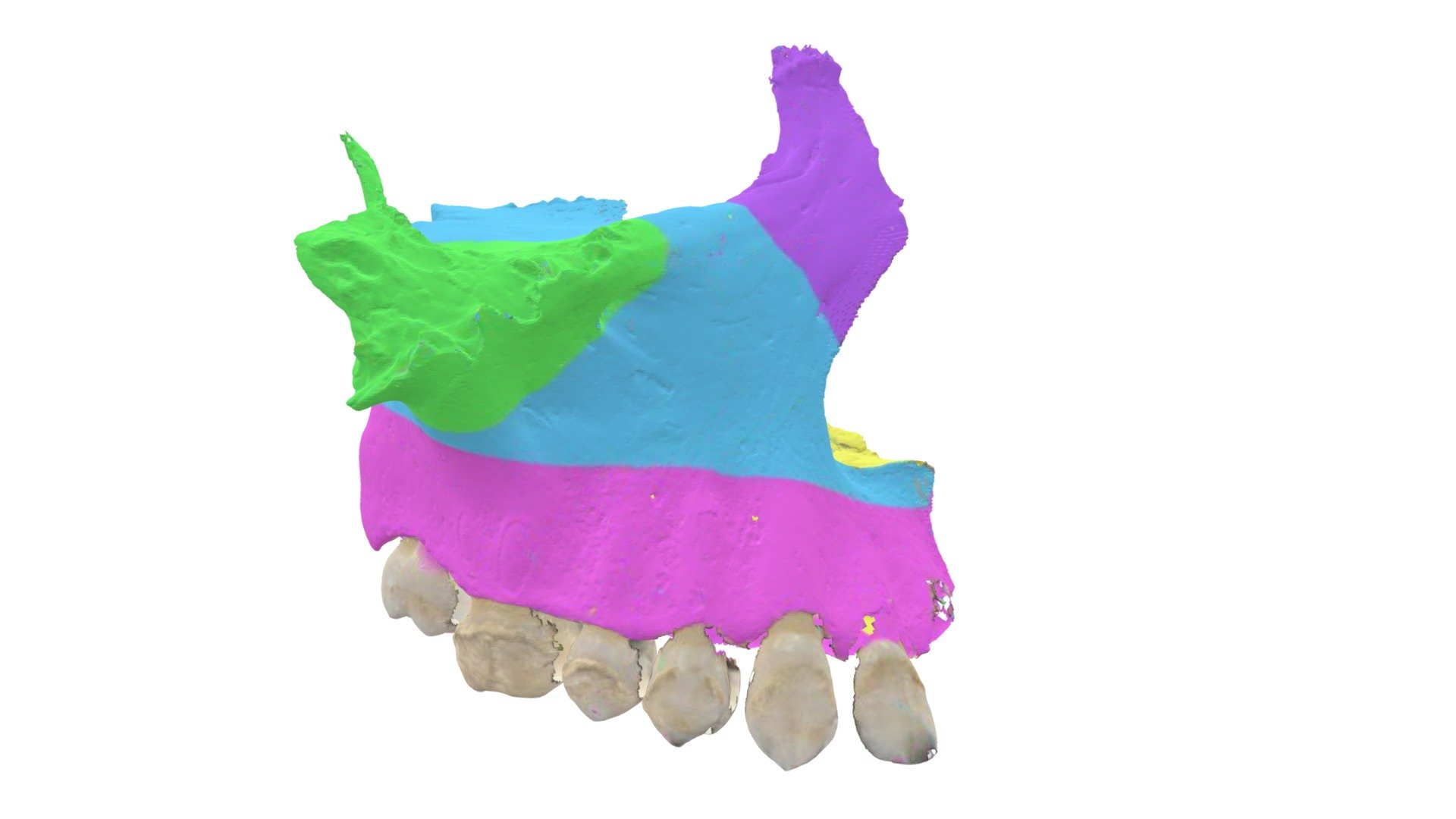 onderdelen os maxilla - 3D model by Universiteit Antwerpen ...