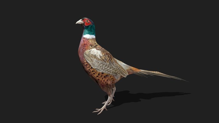 PHEASANT - Realistic 3D Model (DEMO FREE)