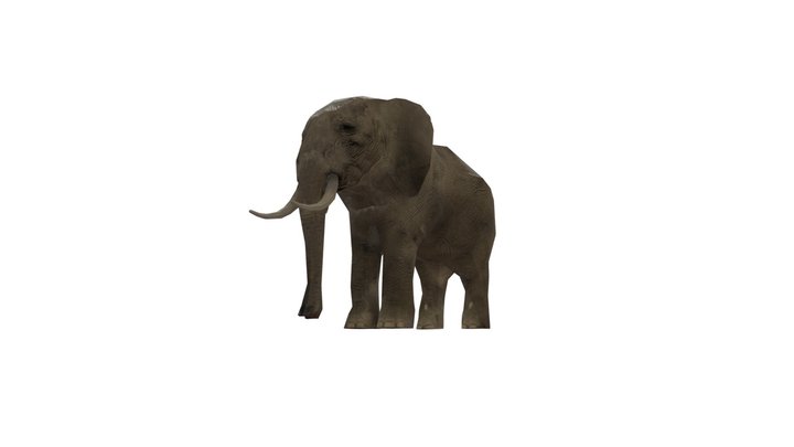 Слон 3D Model