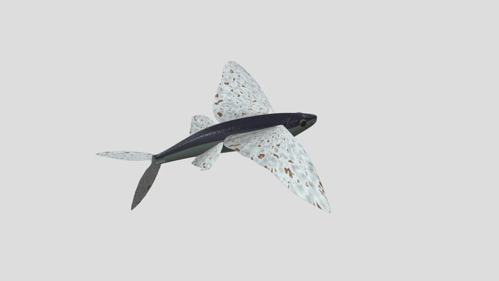 flying fish "Tobiuo" 3D Model