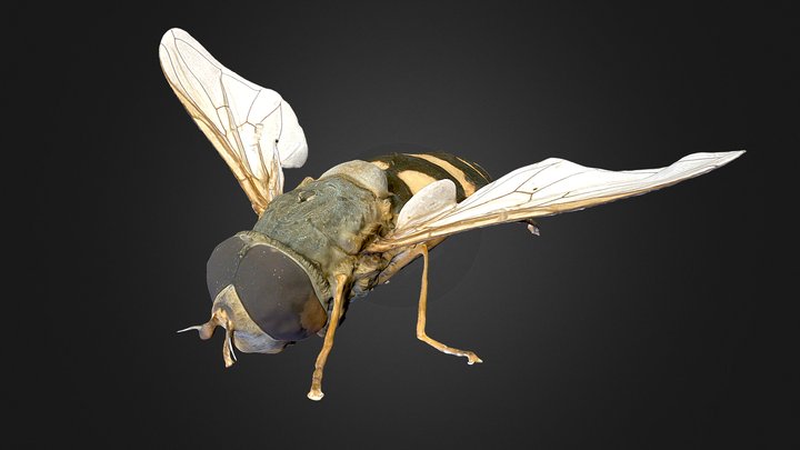 Syrphus ribesii – Free 3D Model STL