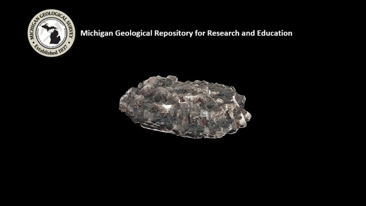 Tabulate Coral 3D Model