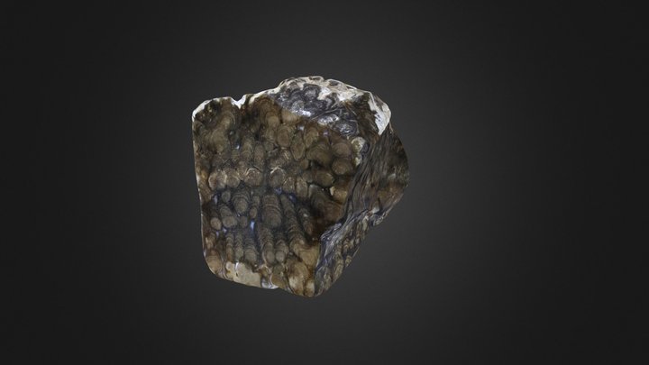 Stromatolite: Chlorellopsis coloniata (Cornell) – Modelo 3D gratuito STL
