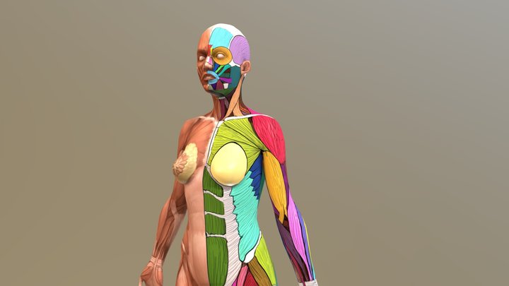 Anatomia Donna 3D Model