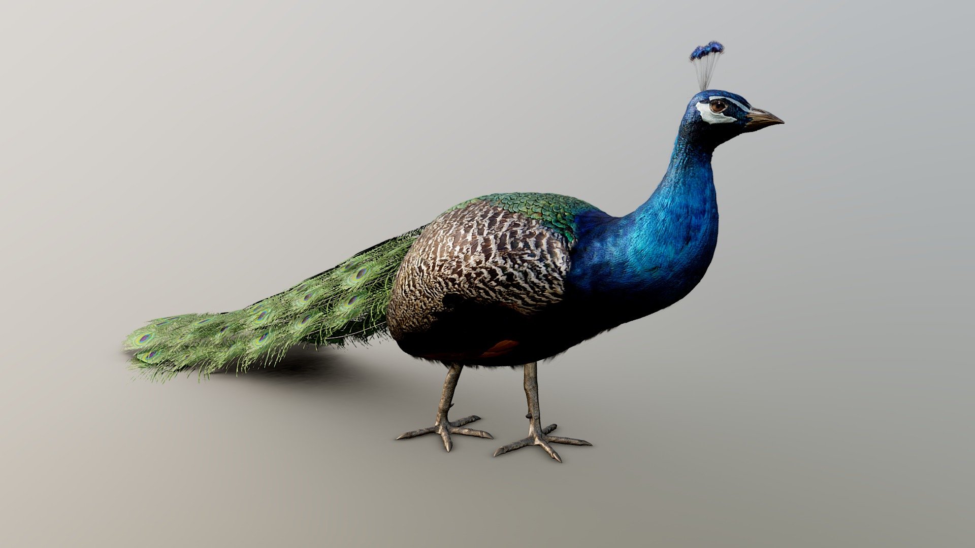 Peacock Buy Royalty Free 3d Model By César Vonc Cesarvonc 77ebfe2 Sketchfab Store 